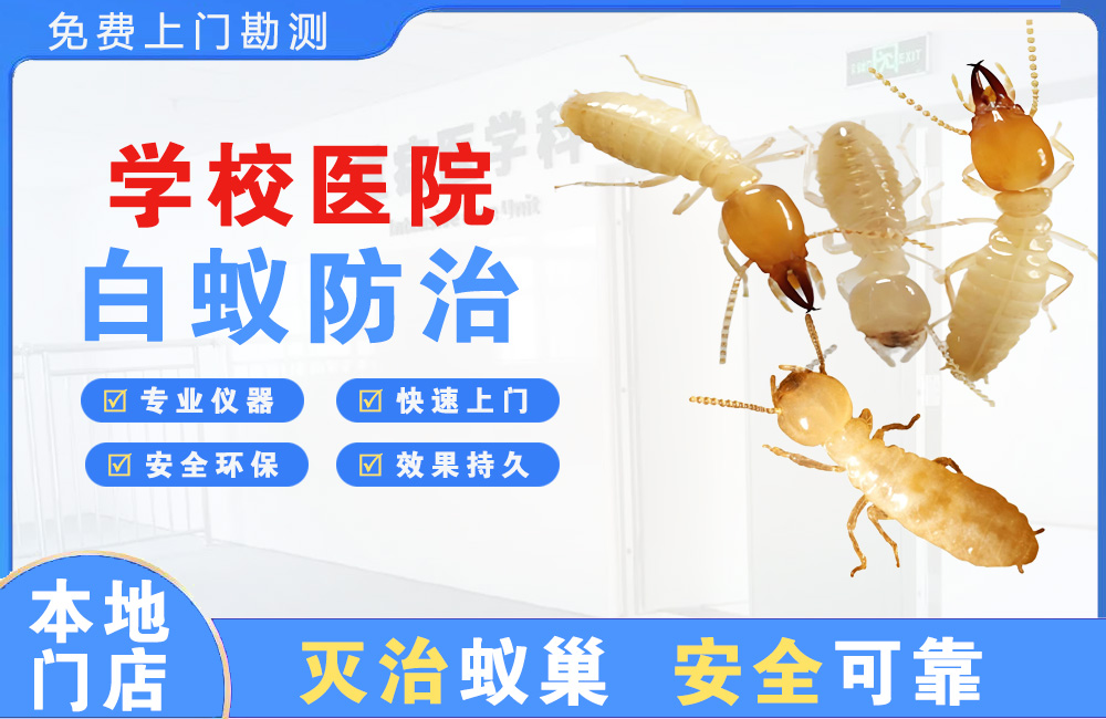 普洱学校医院白蚁防治